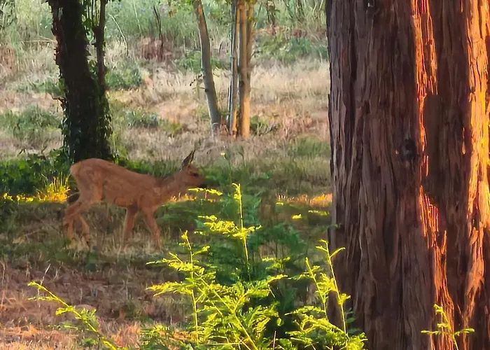 Domaine De Mathabiau ホームステイ カステルサラザン