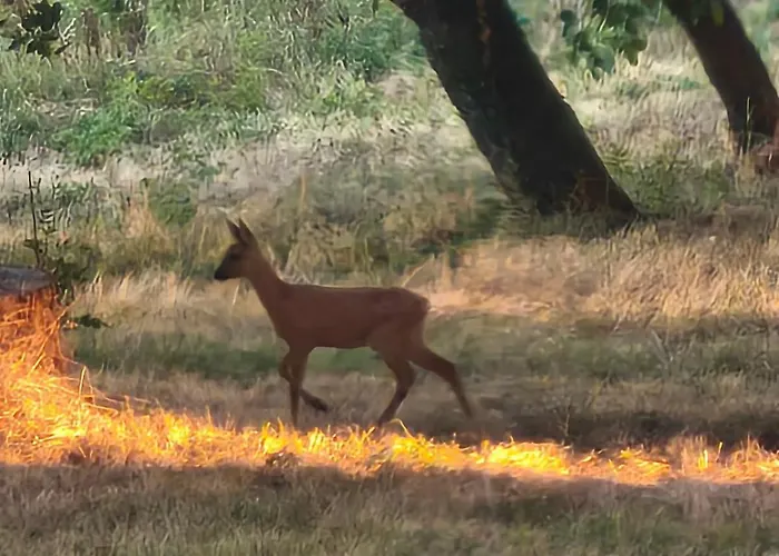 Domaine De Mathabiau カステルサラザン
